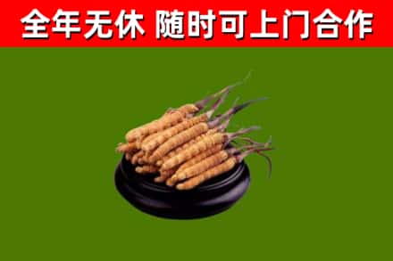 广平县回收冬虫夏草